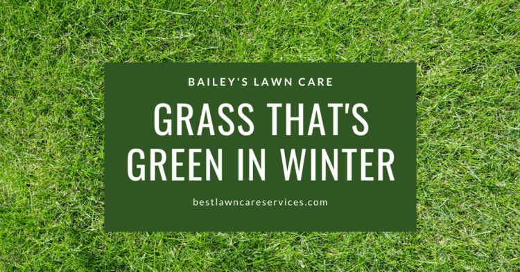 Grass That’s Green In Winter