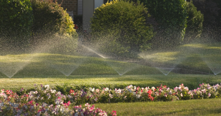 How Often Should I Water my Lawn?