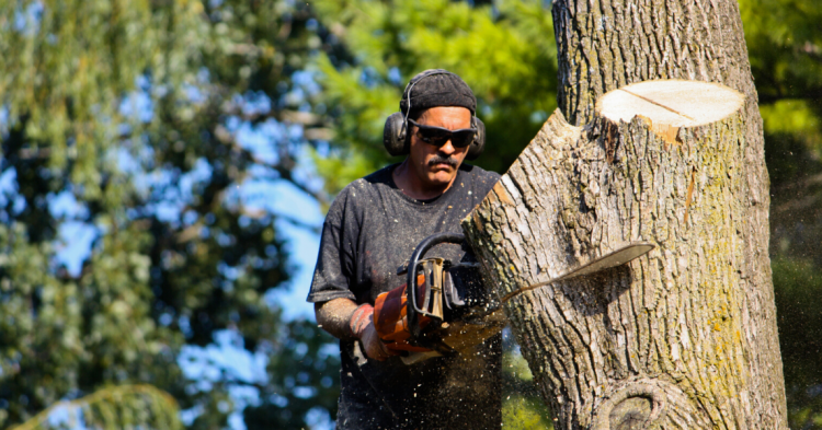 Should you Hire a Tree Removal Service?