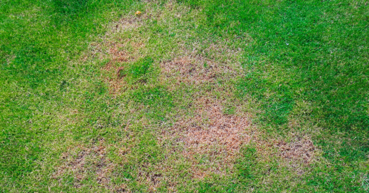 Do You have Brown Spots on your Lawn?