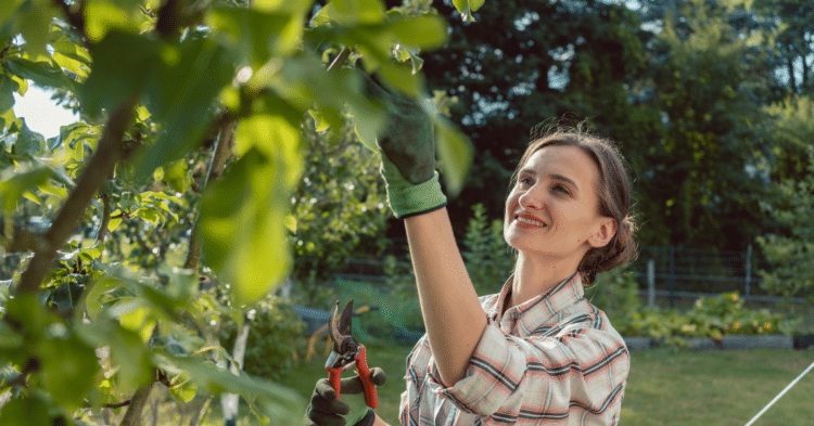 Should I Prune my Fruit Tree in the Summer?