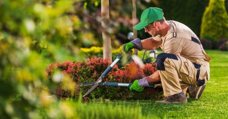 Choosing the Right Lawn Care Service: Factors to Consider