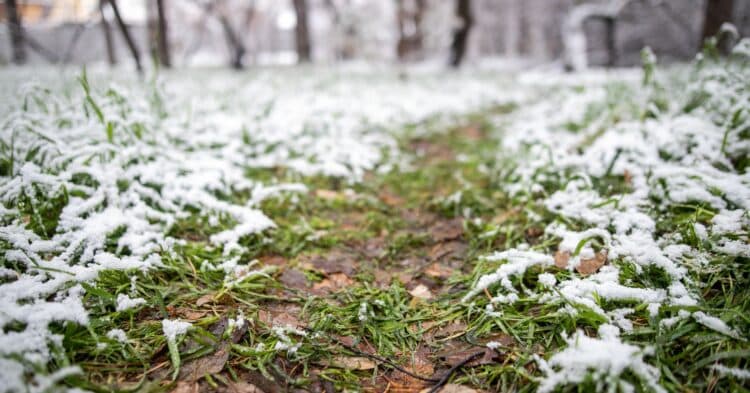 Preventing Snow Mold: Tips to Keep Your Lawn Disease-Free During Winter